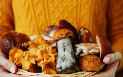 Foraging for mushrooms in Catalonia: A beloved autumn Tradition