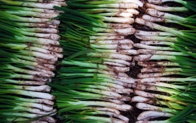 Discovering Catalan Food Traditions: The Feast of Calçots